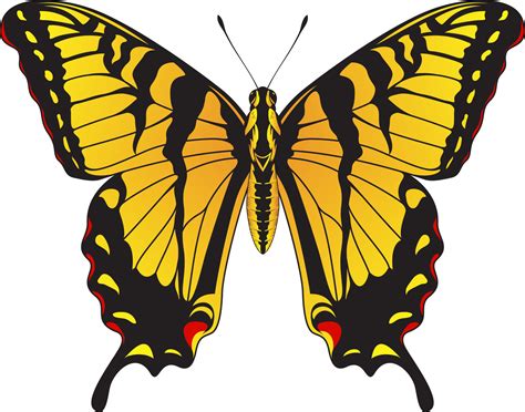 Tiger Swallowtail Butterfly - Yellow and Black Striped Butterfly Vector ...