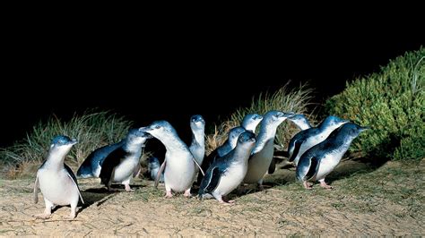 Phillip Island Penguin Parade, Tour, Melbourne, Victoria, Australia