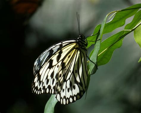 Tree nymph, paper butterfly | Belgium. Antwerp National Zoo … | Flickr
