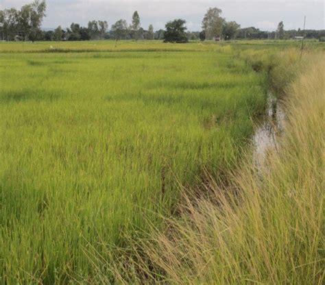 Preparation of Koi Pla – raw fish salad. Figure 4: Typical rice paddy... | Download Scientific ...