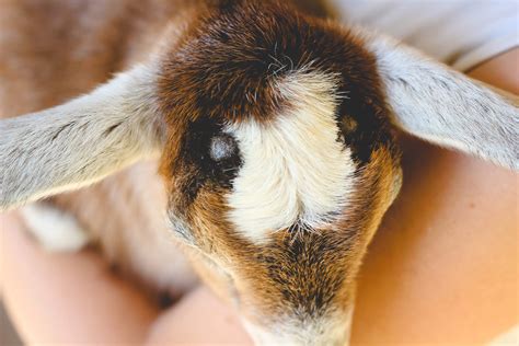 Removing Goat Horns naturally with Clove Oil - Weed 'em & Reap