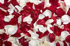 White and Red Rose Petals Background | Gallery Yopriceville - High-Quality Free Images and ...