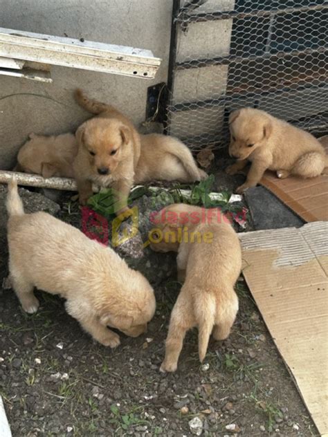 German/Belgian Shepherd Mixed Puppies For Sale - May Pen