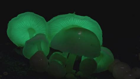 Glow-in-the-Dark Mushrooms Are a Blacklight Poster Come to Life ...