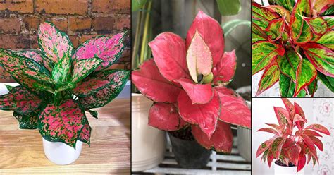 12 Most Colorful Aglaonema Varieties You Can Grow! | Balcony Garden Web