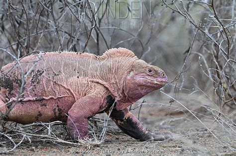 Galapagos Pink Land Iguana stock photo - Minden Pictures