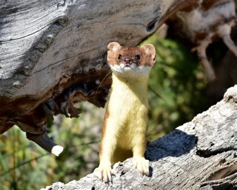 Long-Tailed Weasel - Facts, Diet, Habitat & Pictures on Animalia.bio