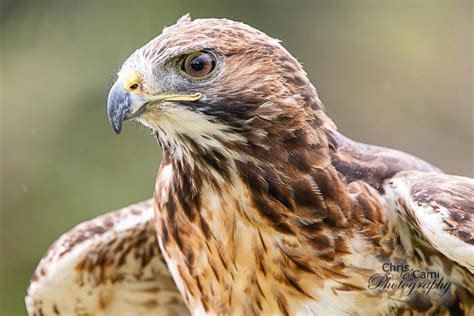 Wildlife Workshop at Center for Birds of Prey – Chris and Cami Photography