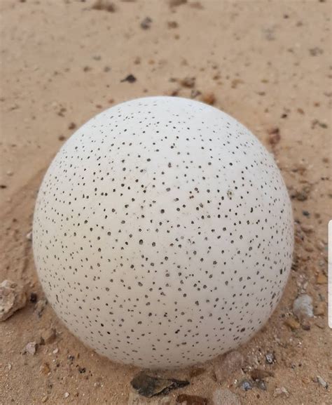 Ostrich egg | Wildlife reserve, Wildlife