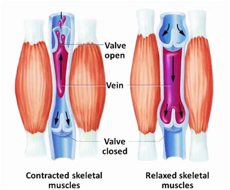 How to Get A Skin-Splitting Muscle Pump – Fitness Volt