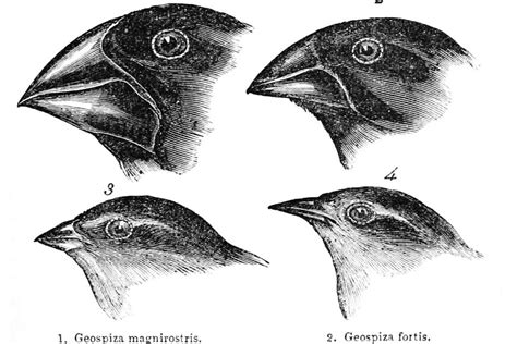 What Is Charles Darwin's Theory of Evolution? - Earthpedia - Earth.com