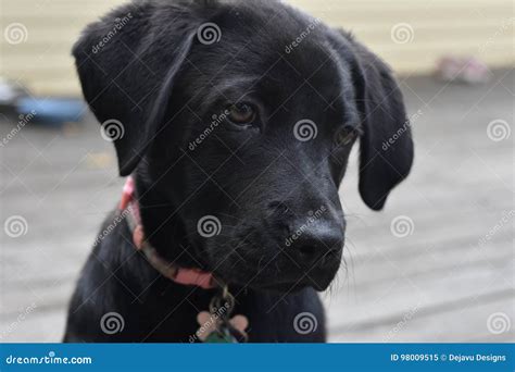 Beautiful Face of a Black Lab Puppy Dog Stock Image - Image of purebred ...