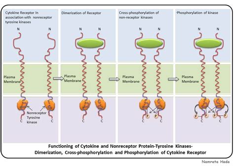 B for Biology: Types of Receptors - Part 3