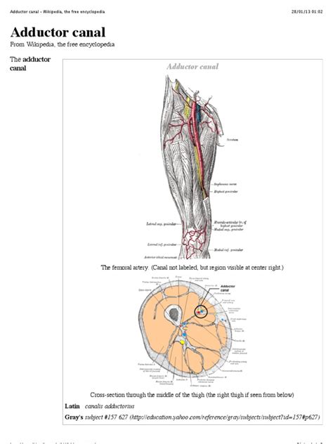 Adductor Canal - Wikipedia, The Free Encyclopedia | Musculoskeletal System | Limbs (Anatomy)