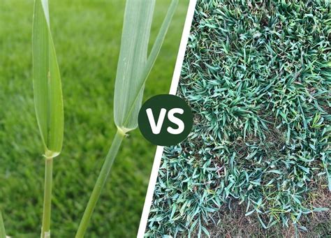 Crabgrass vs Quackgrass: Let's Compare the 2 Grass Types