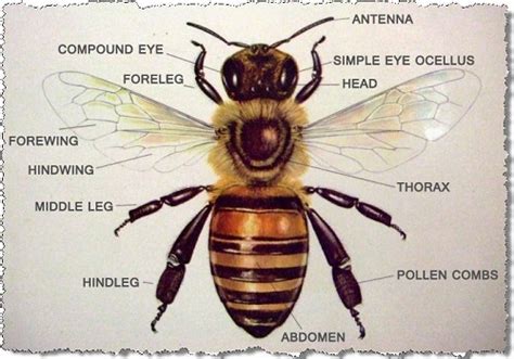 Honey Bee - Parts of Its Body