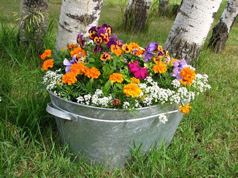 Colorful Flower Bucket Pot Free Stock Photo - Public Domain Pictures