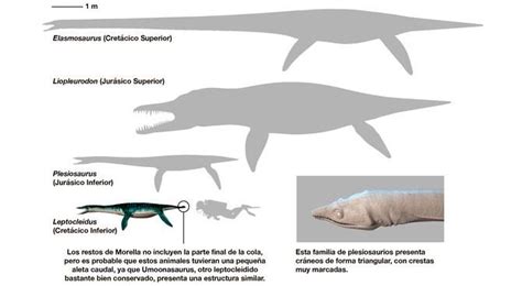 Dinosaurios: Noticias, fotos y nuevos fósiles