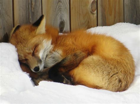 Red fox sleeping in my backyard! Alberta, Canada. : r/pics