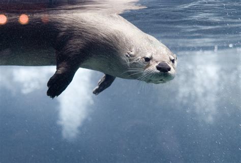 Swimming Otter Underwater