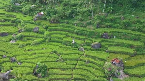 Rice terraces Aerial view taken from drone camera 18971586 Stock Video at Vecteezy