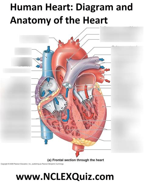 Heart Diagram | Quizlet