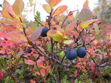 The 5 best wild Scandinavian berries to eat | by Eline Van Breda | Medium