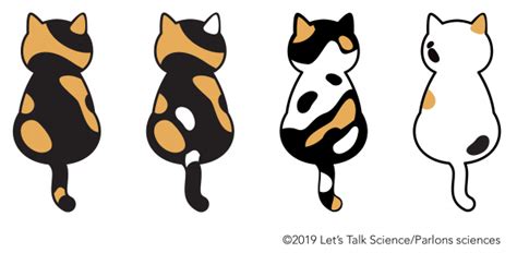 The Science Behind the Calico Cat's Colours - Let's Talk Science