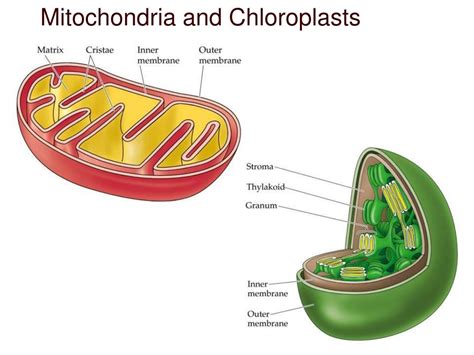 How Are Chloroplasts Like Mitochondria