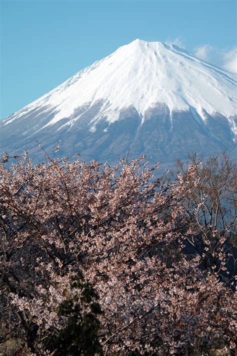 Mt. Fuji and cherry blossoms Sakura Cherry Blossom, Cherry Blossoms ...