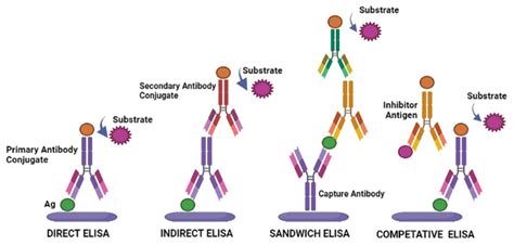 Four Types Of Elisa Assay