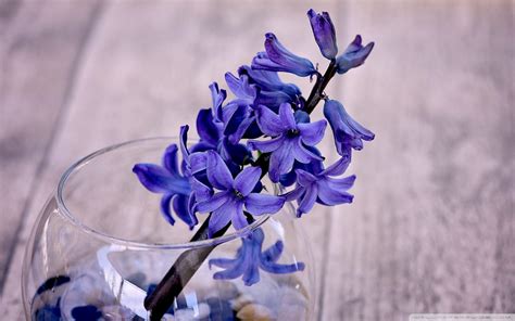 Hyacinth Wallpapers - Top Free Hyacinth Backgrounds - WallpaperAccess