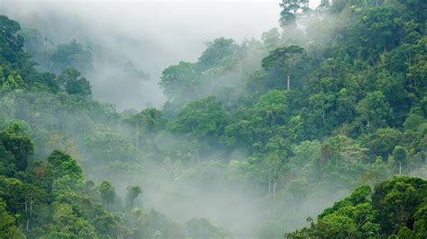 zdjęcia Jungle Mgła Natura las Kraje tropikalne 1920x1080