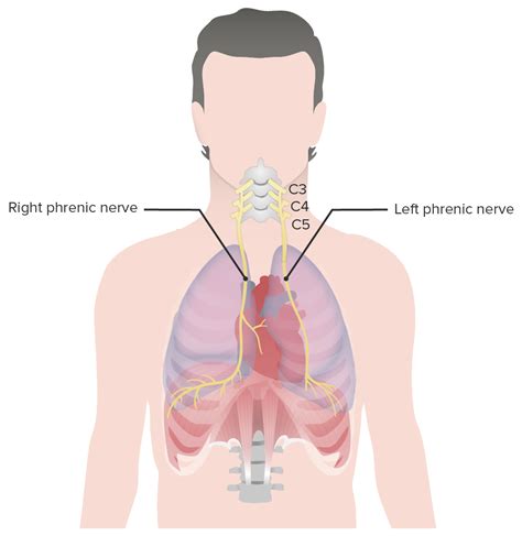 Diaphragm Muscle Anatomy