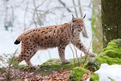 Lynx and Bobcat | San Diego Zoo Animals & Plants