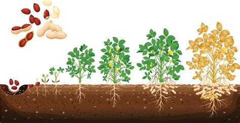 Peanut growing stages vector illustration in flat design. A cycle of growth of a plant of a ...