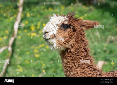 Alpaca, Vicugna pacos Stock Photo - Alamy