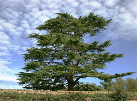 Cedar Tree of Lebanon Facts, Identification, Uses, Pictures