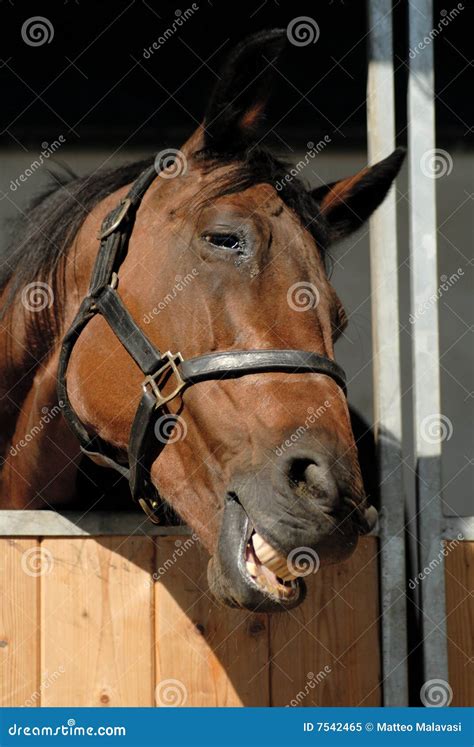 Smiling Horse Royalty-Free Stock Photography | CartoonDealer.com #909575