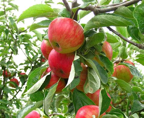 Dwarf fuji apple tree 1-2 ft fruit tree | Etsy