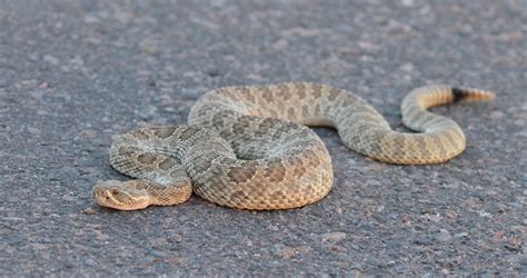 What to Do, and Not to Do, if Bitten by a Rattlesnake - Colorado ...