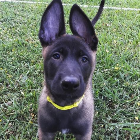 Solo, a Fawn Sable Male Belgian Malinois Puppy 605954 | PuppySpot