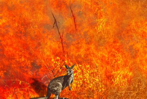 Australia bushfires ravaging wildlife | Times of India Travel