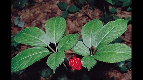 Virginia's wild ginseng harvest has begun; last year's harvest...