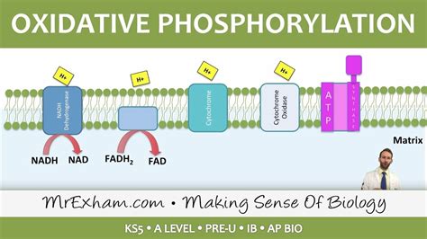 Cellular Respiration - Oxidative Phosphorylation - Post 16 Biology (A Level, Pre-U, IB, AP Bio ...