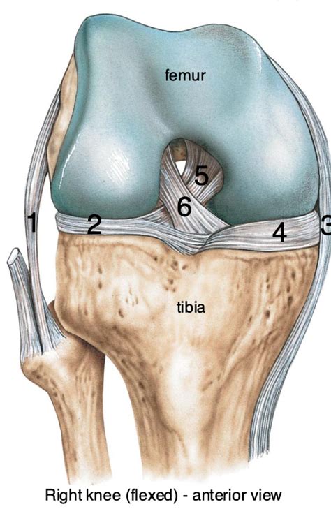 Knee Ligaments Diagram | Quizlet