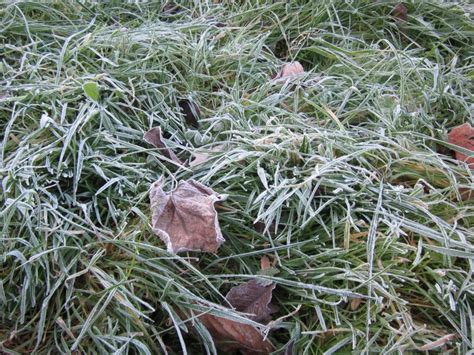 Winterizing Rose Bushes | HGTV