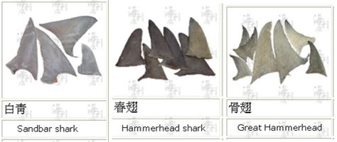 shark fin types | Nyanyake | Flickr