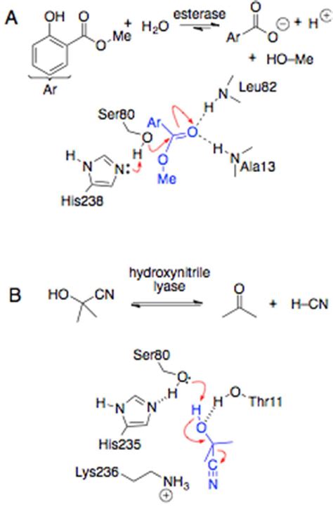 Esterases catalyze hydrolysis of carboxylic acid esters while ...