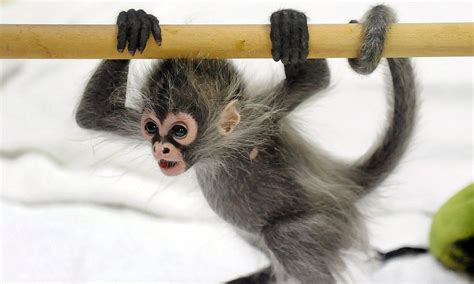 What a cutie! Baby spider monkey abandoned at birth runs amok at Melbourne Zoo | Daily Mail Online